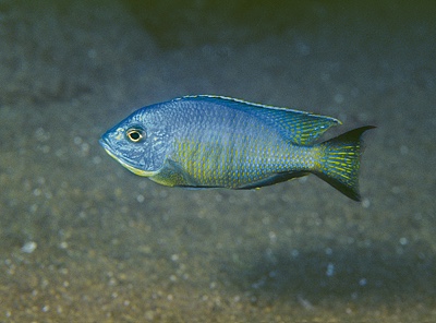 Copadichromis diplostigma 'Ndumbi Rocks'